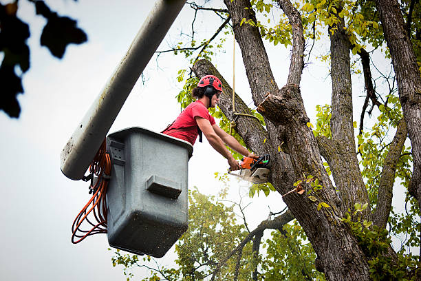 Reliable Peabody, MA Tree Services Solutions